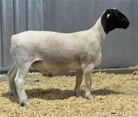 Dorper Ram 3769