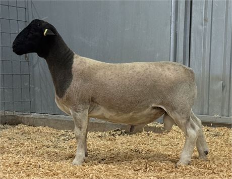 Dorper Ram 3776