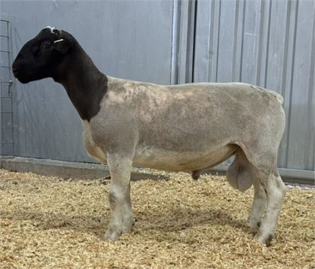 Dorper Ram 3699
